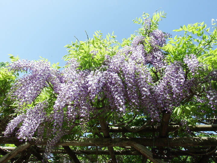 DSCF8190