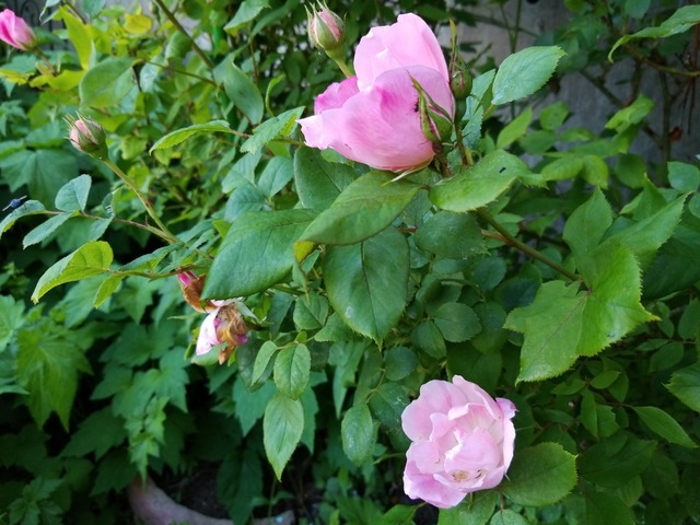 IMG_20210613_170834