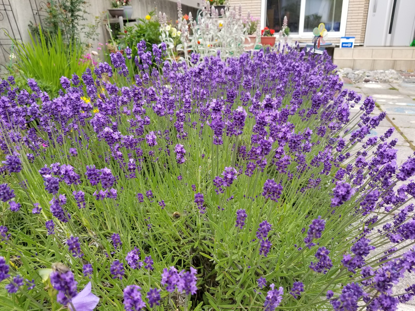蜜蜂集まる我が家の花壇のラベンダー 函館発 ぼうけんの旅