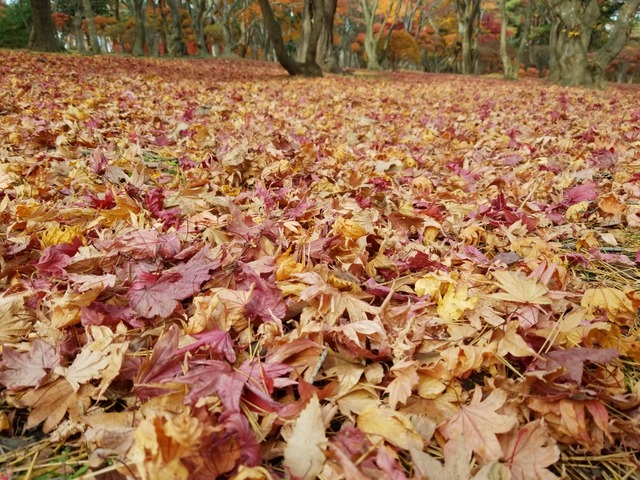 IMG_20201118_095258