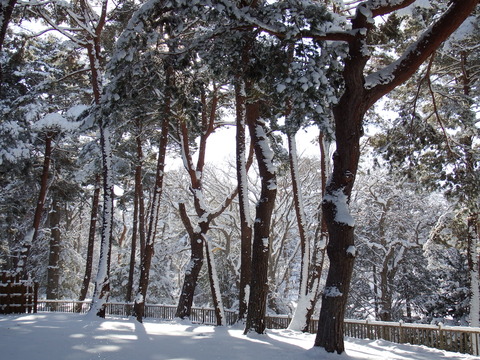 DSCF7186
