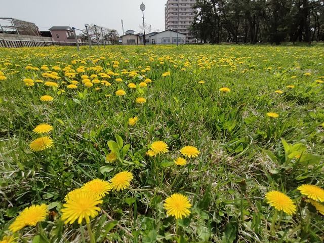 IMG20240427090954