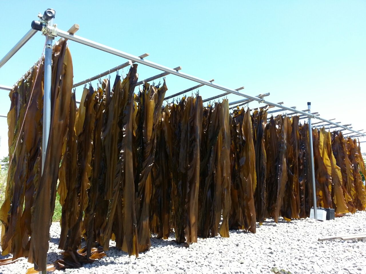 コンブ漁解禁 天日で昆布干しの海岸を行く 函館発 ぼうけんの旅