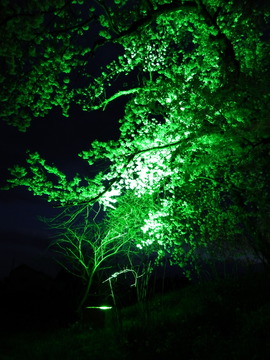 DSCF5161