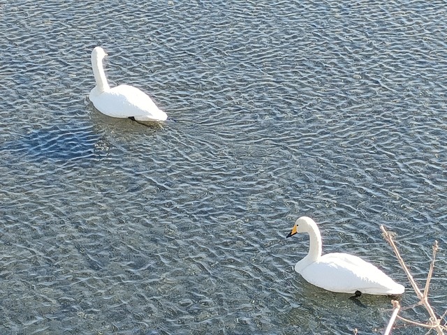 IMG20230205091740