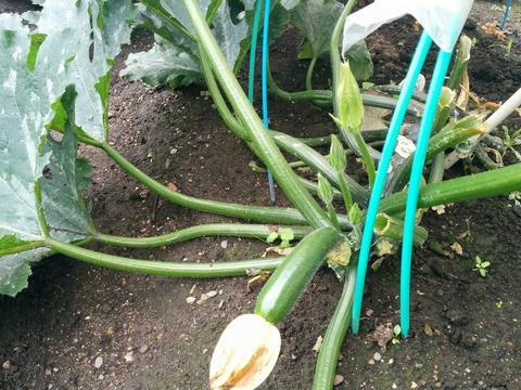 [画像:f6dd88a0-s.jpg]