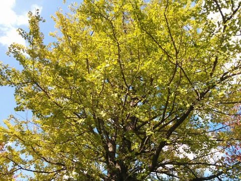 [画像:fb732a6c-s.jpg]