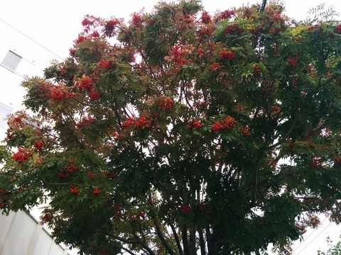 [画像:fdc70dba-s.jpg]