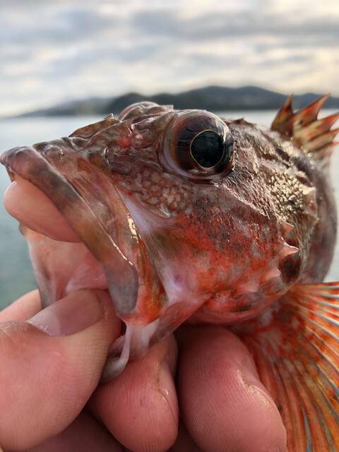 海の中は既に春なのか ショウヘイの大阪湾ボート釣り日記