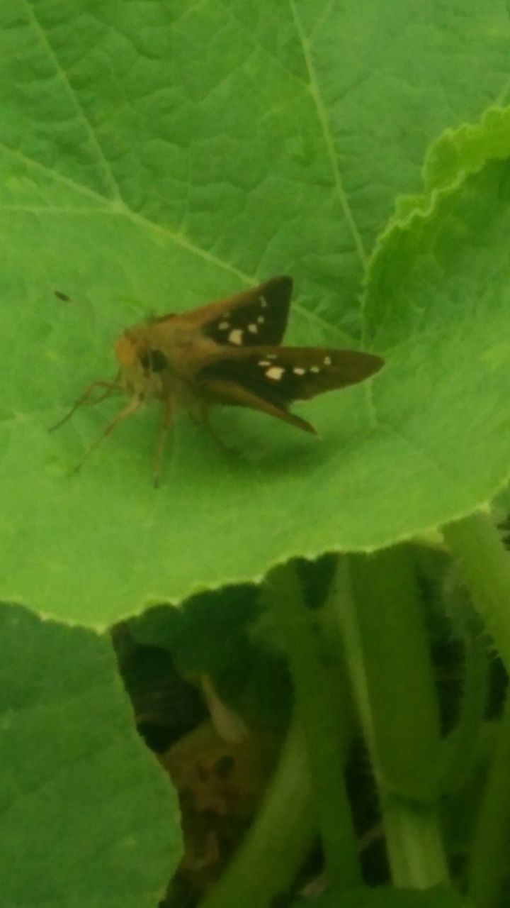 見た事のない虫 大嶋工房