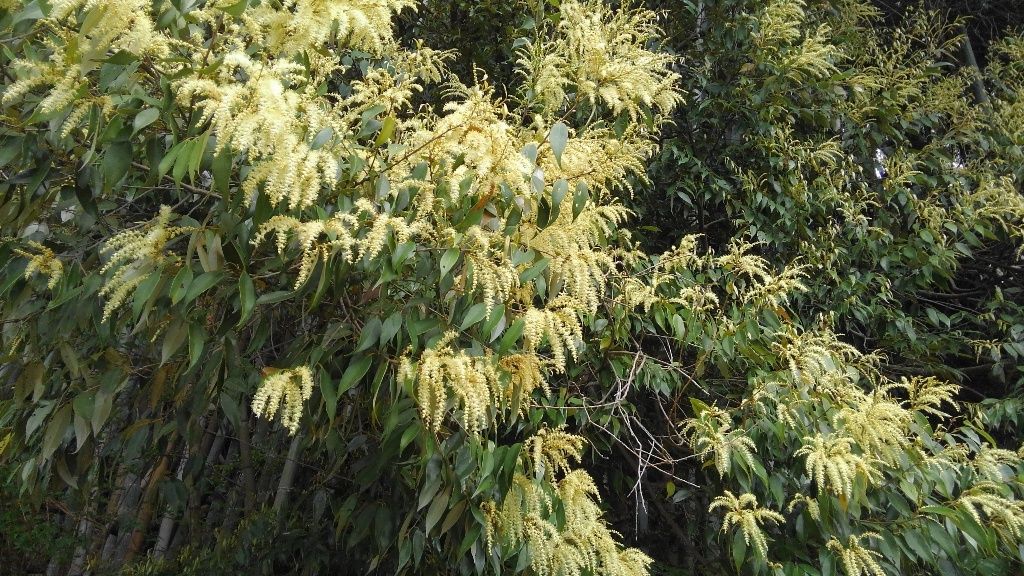 oosimayamazakura2:シイの木の花
