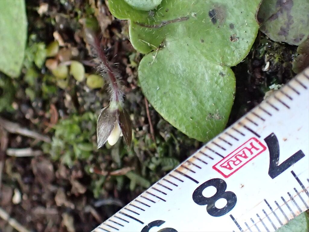 Oosimayamazakura2 深倉峡ミスミソウ0224