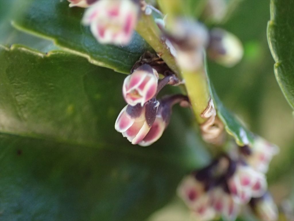 Oosimayamazakura2 ヒサカキ