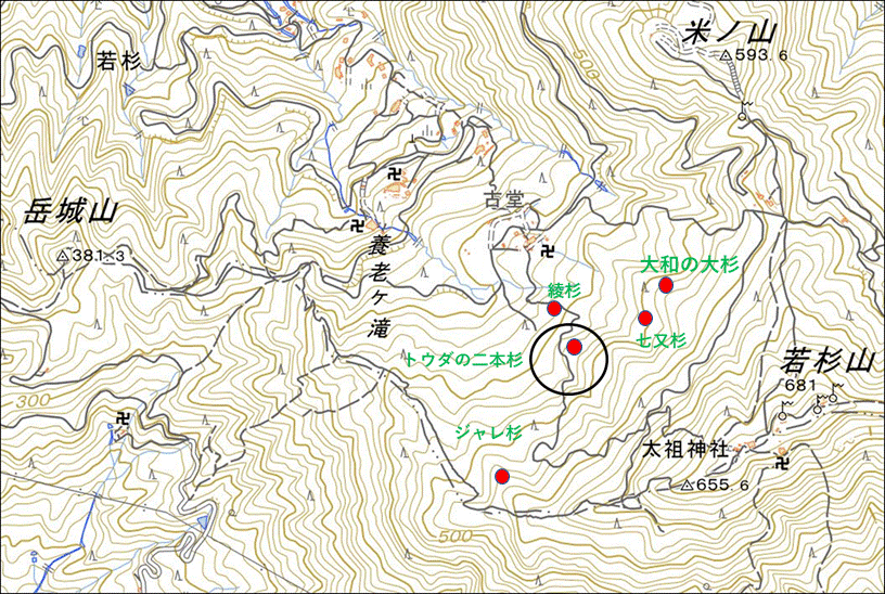 oosimayamazakura2:若杉山の巨杉