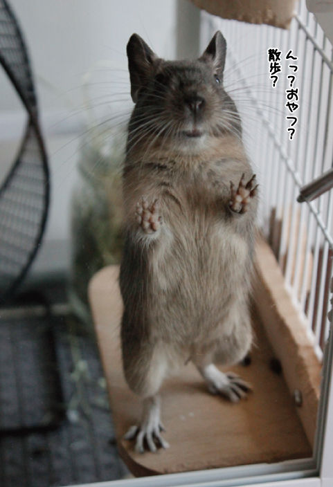 可愛すぎてアカン殿下 デグーの館 可愛すぎてアカン殿下 デグーの館