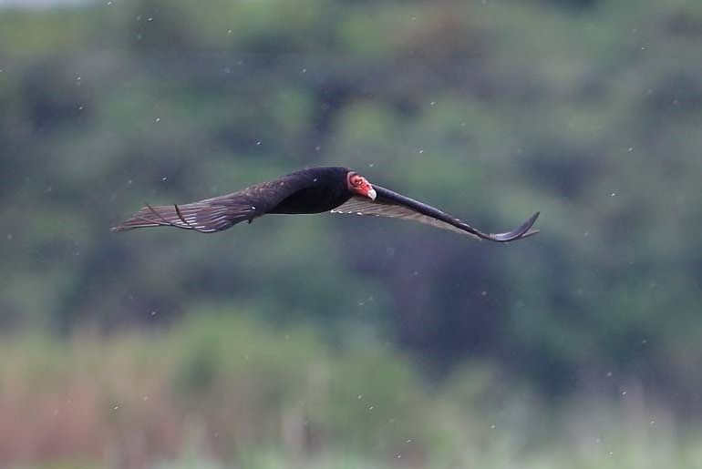 千葉の野鳥～大好き                ベル