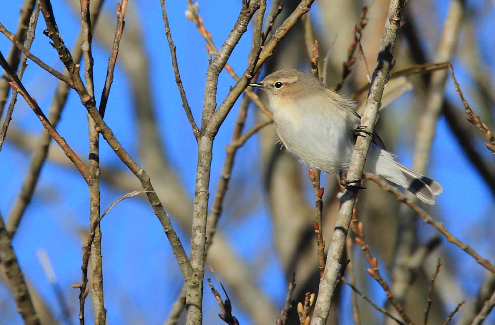 チフチャフ 千葉の野鳥 大好き