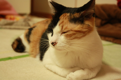 nyanko_02