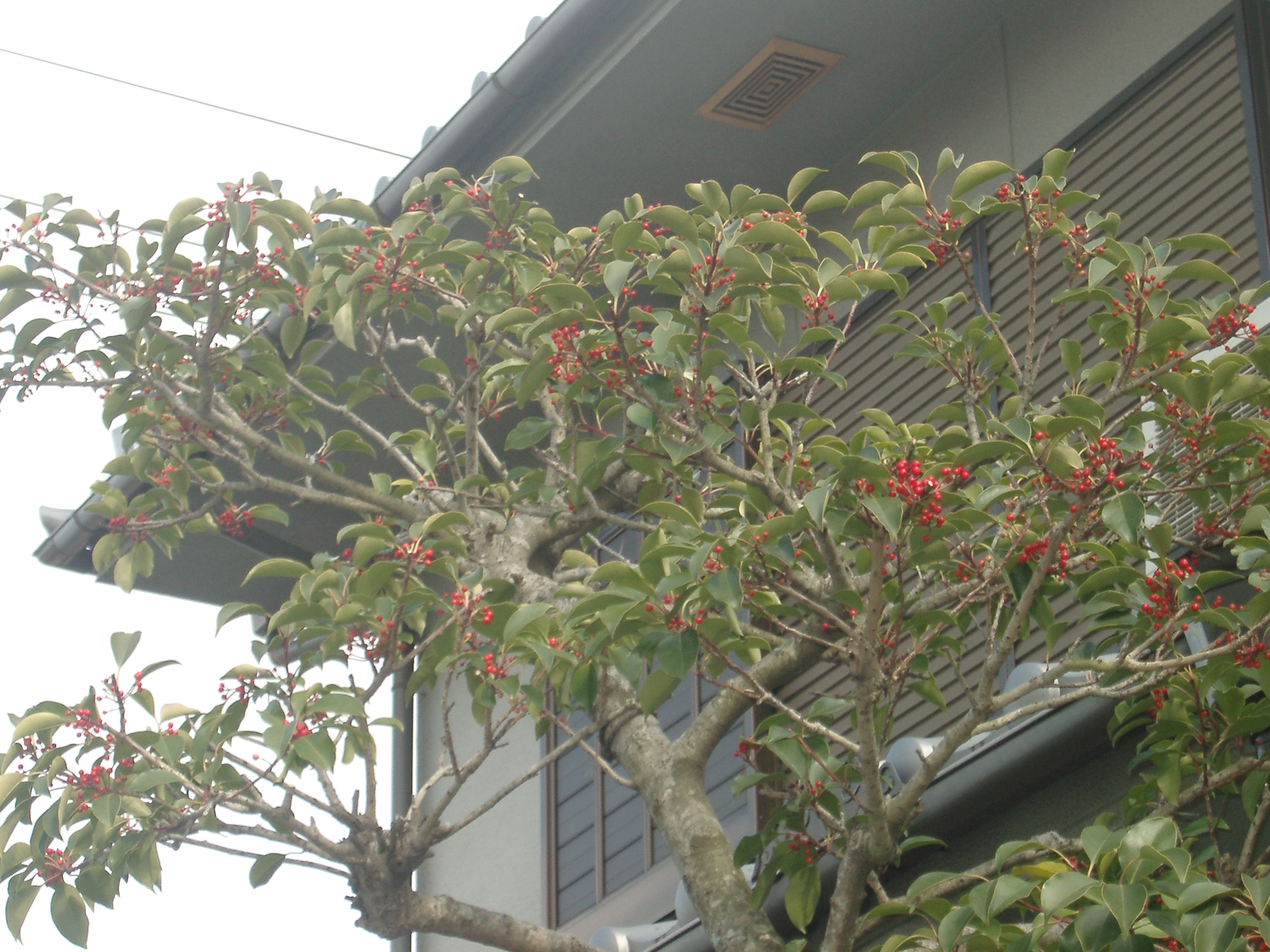 くろがねもちの木 私の人生自然と共に 大月養蜂場