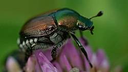 250px-Japanese_Beetle_(Popillia_japonica)_-_London,_Ontario_02