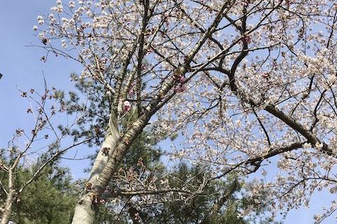 2020sakura