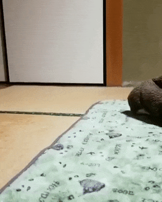 2ch大相撲 画像9枚 Gifで笑ったら負けなwwwwwwwwwww 2ch大相撲 画像9枚 Gifで笑ったら負けなwwwwwwwwwww