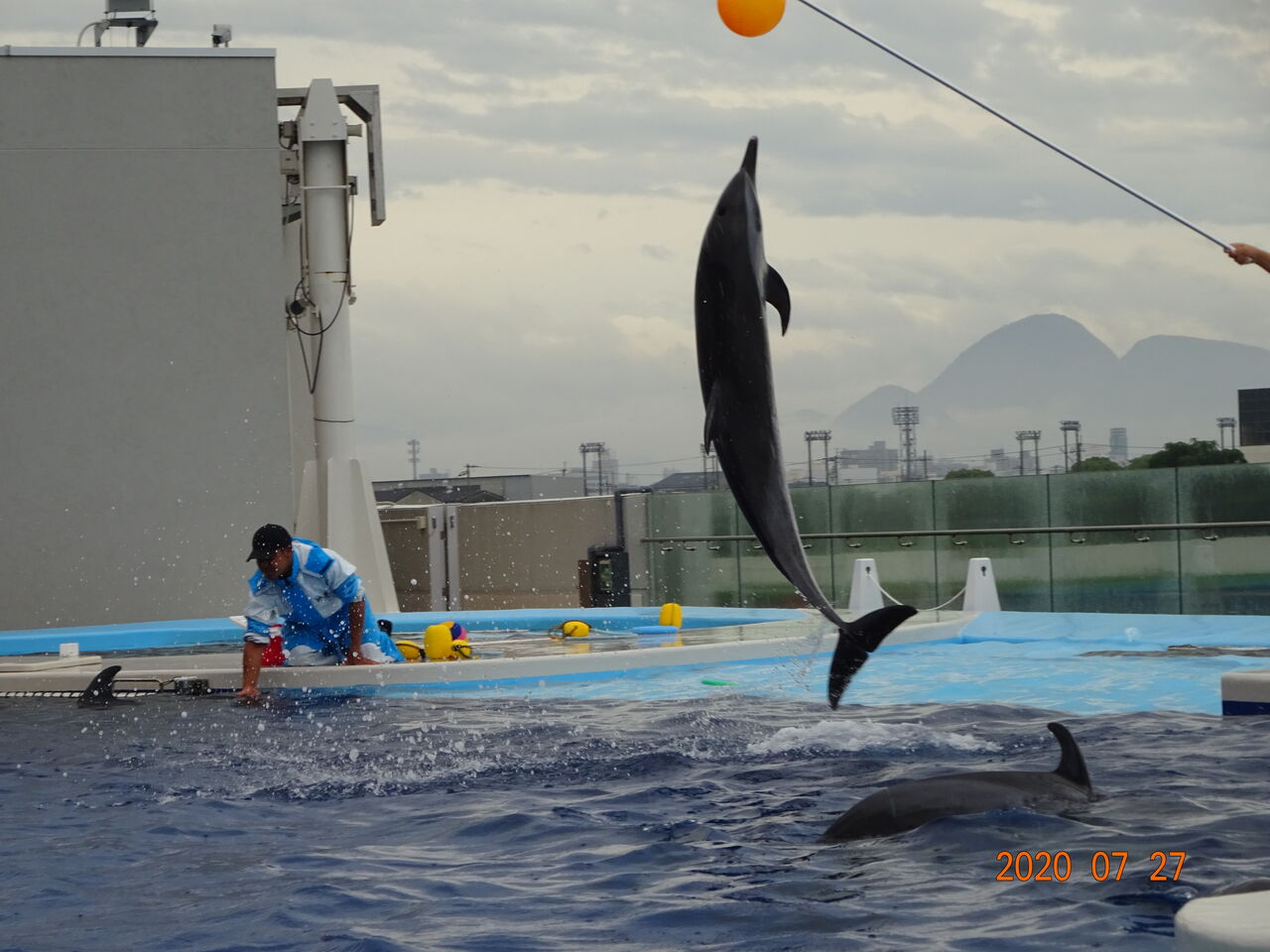 イルカのジャンプ Open Heart Shinkoのblog