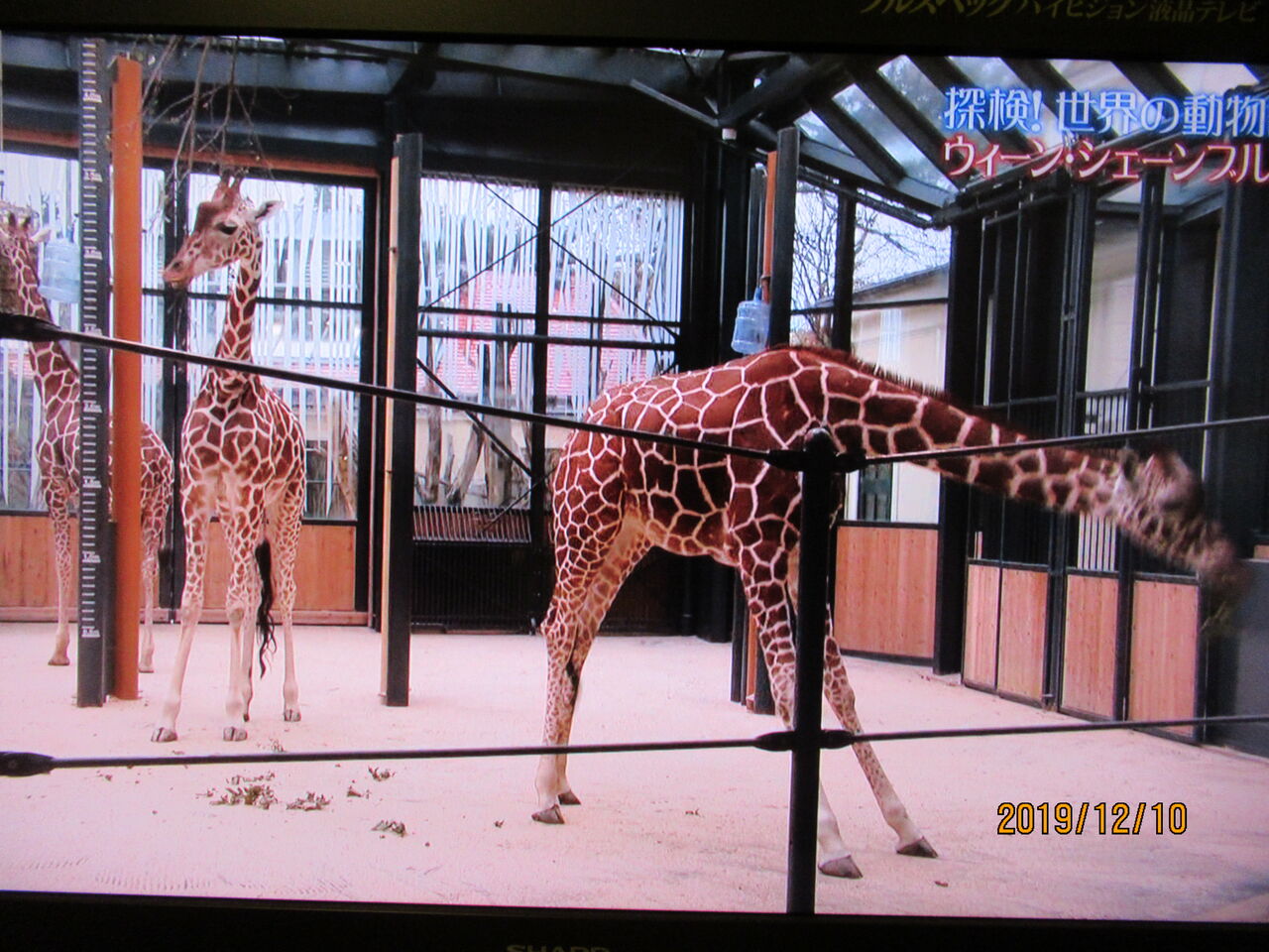 砥部動物園のシロクマ ピース Open Heart Shinkoのblog