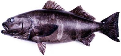 アブラボウズを高級魚 クエ と 大阪の水産会社 レシピ Happinessレシピ