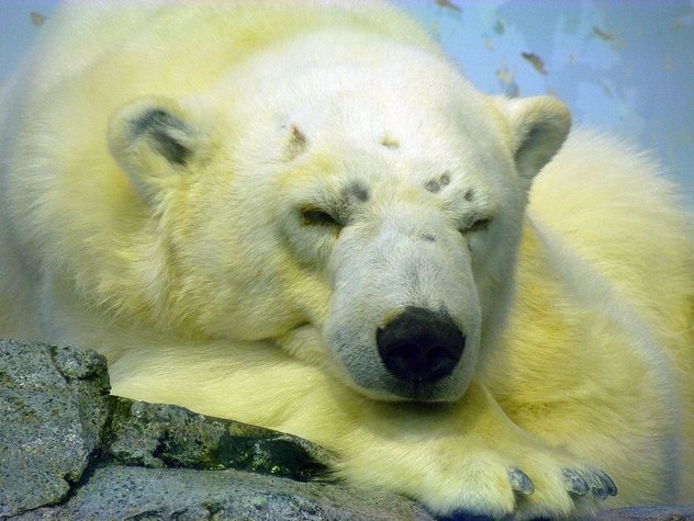やっぱり動物園の動物達はストレスが溜まってしまうのでしょうか Oprain オプレイン やっぱり動物園の動物達はストレスが溜まってしまうのでしょうか Oprain オプレイン