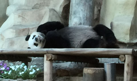 チェンマイ動物園パンダ04