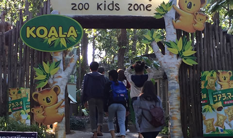 チェンマイ動物園コアラ