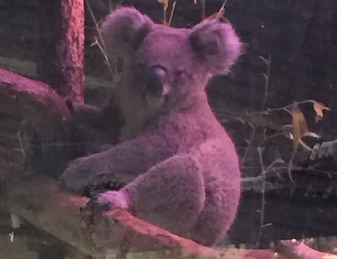 チェンマイ動物園コアラ02
