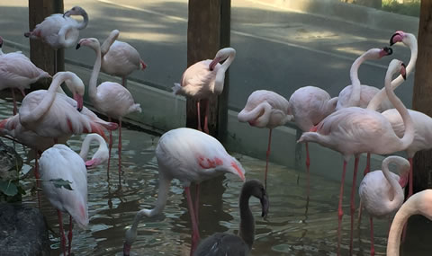 チェンマイ動物園フラミンゴ