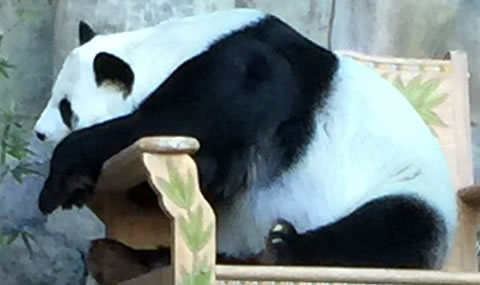 チェンマイ動物園パンダ02