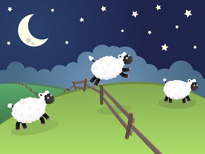 sheep1