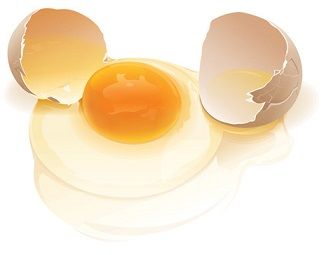 broken_egg-vector