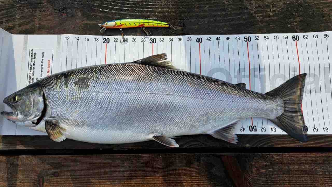 洞爺湖 サクラマス60UP！ : ORA Minnow Serendipity