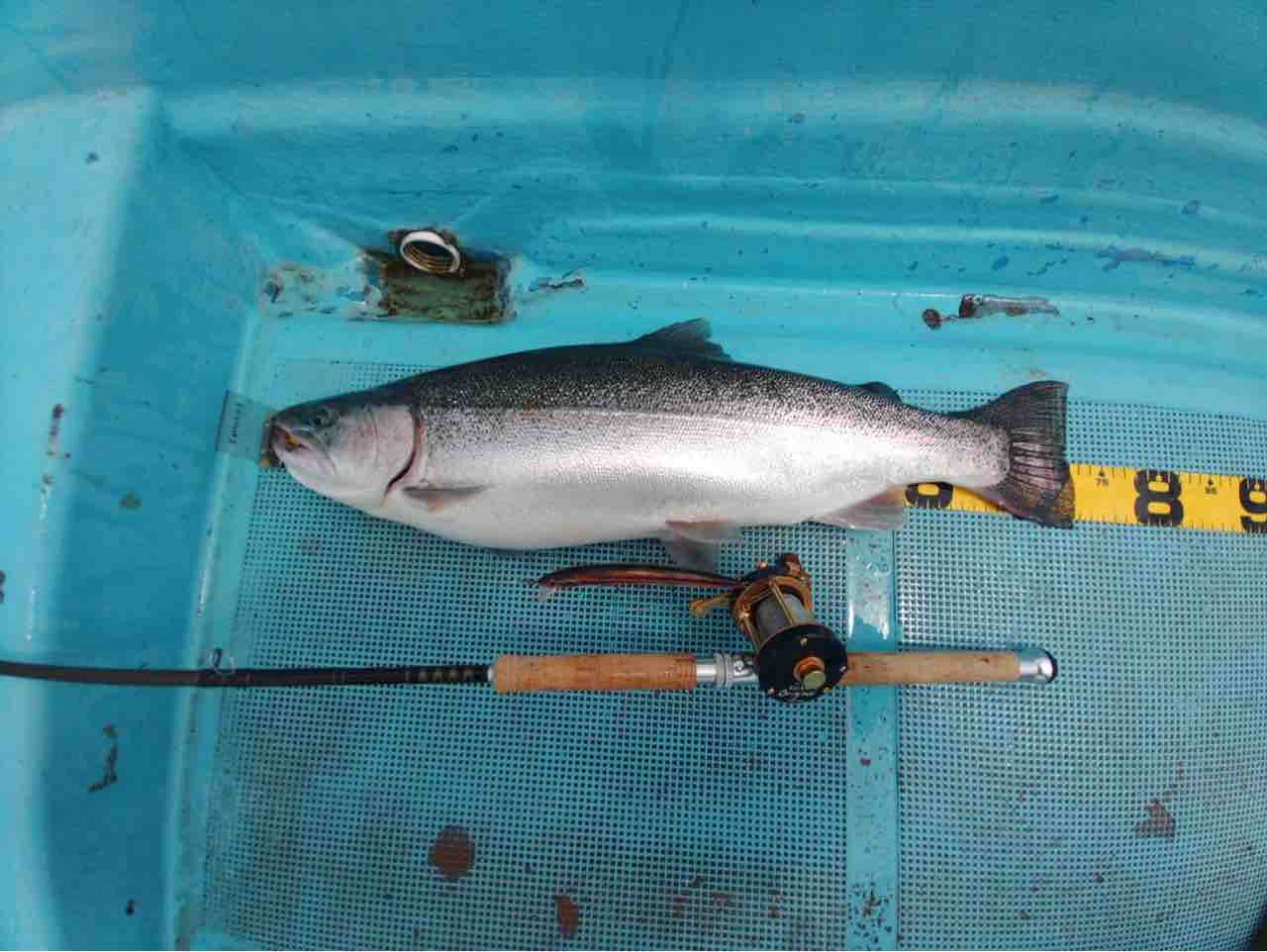 2026/6/18 猪苗代湖 レインボートラウト70UP！ : ORA Minnow Serendipity