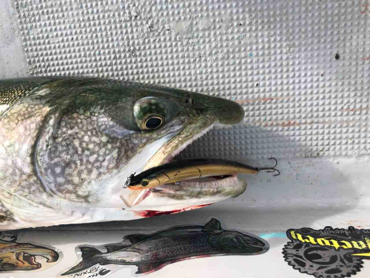 過去画像 中禅寺湖 レイクトラウト 90cm : ORA Minnow Serendipity