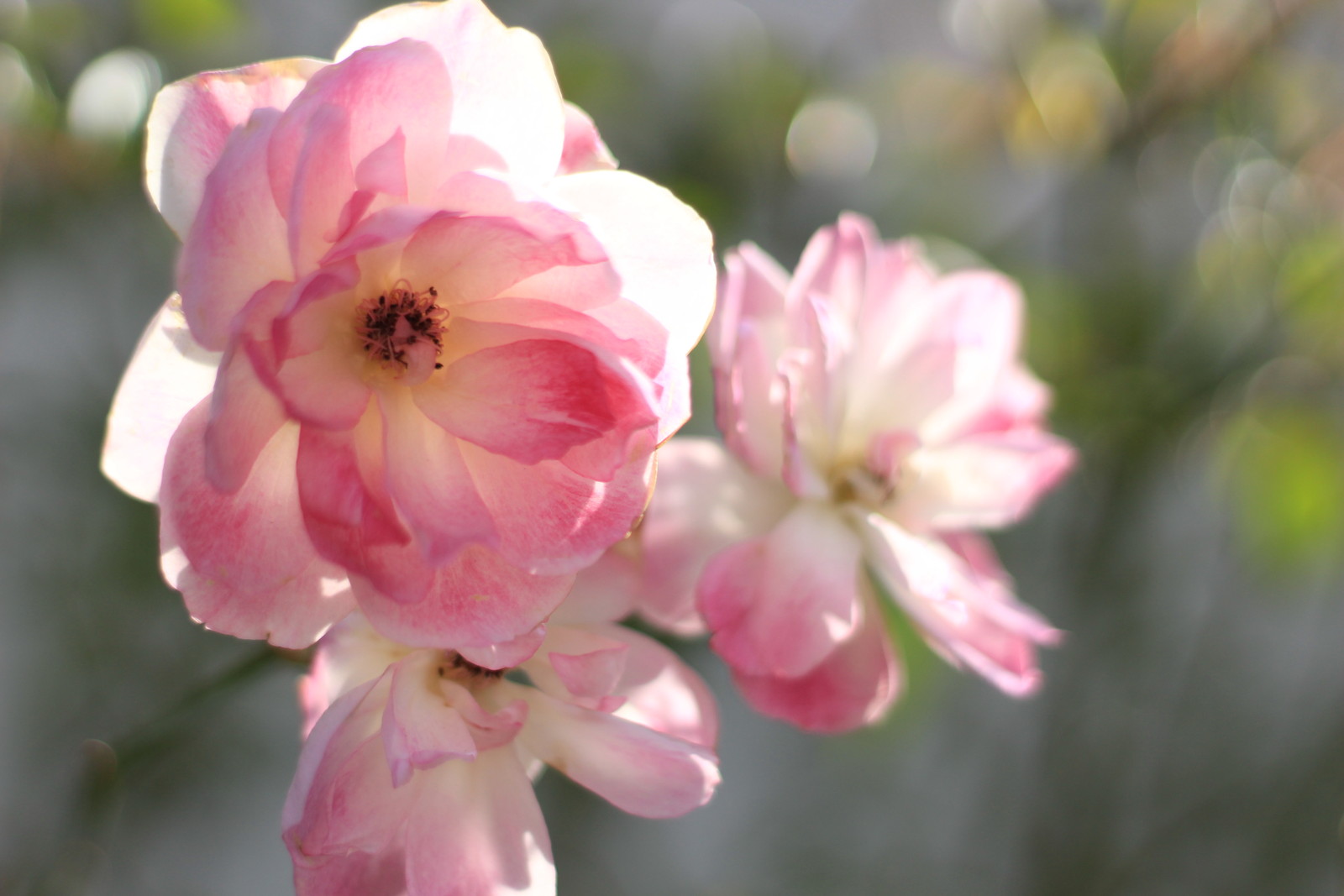 すべての美しい花の画像 綺麗なピンク 花 名前 冬 すべての美しい花の画像 綺麗なピンク 花 名前 冬