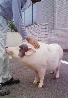 おじさんとぶた。