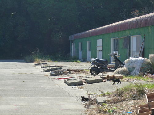 佐久島２０１２猫部編。