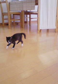 今日のねこ社長。