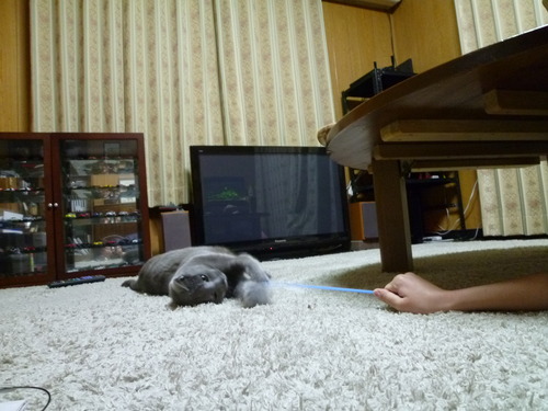 どこで遊ぶ？居間でしょう。