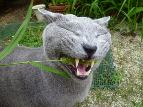 とりあえず引っ越しました。