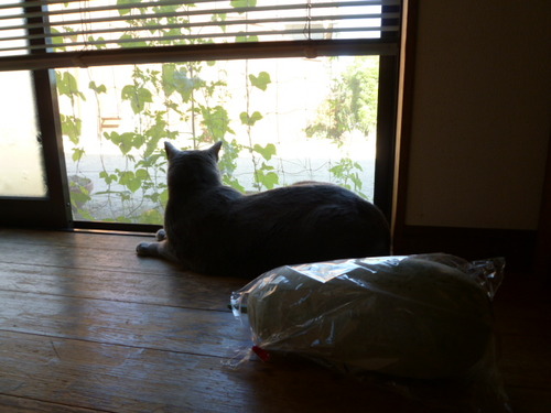 冷蔵庫占有率が高いのです。