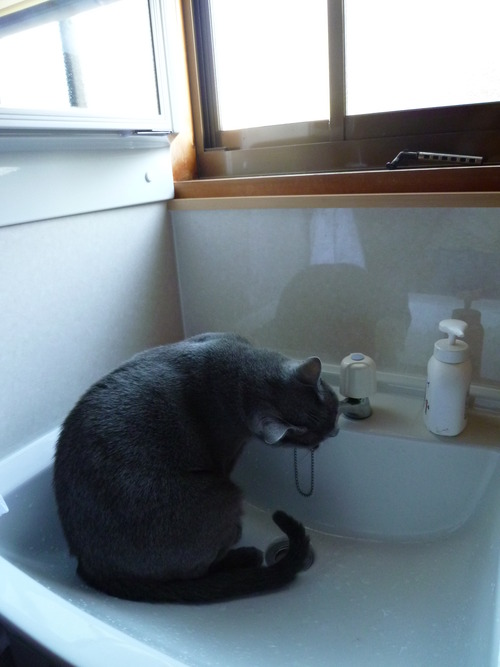 猫に聞きたいこと。