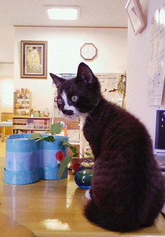 今日のねこ社長。