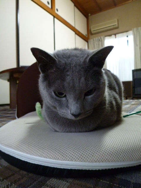 朔がいて毎日しあわせ。